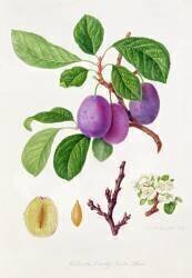 Prune Violet précoce de Wilmot (William Hooker) - Muzeo.com