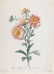 Reine-Marguerite (Gérard van Spaendonck) - Muzeo.com