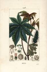 Ricin (Pierre Jean Francois Turpin) - Muzeo.com