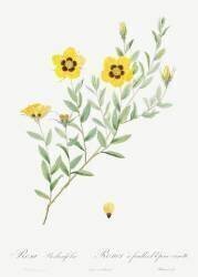 Rosa Berberifolia (Pierre Joseph Redouté) - Muzeo.com