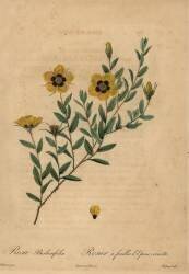Rosa berberifolia (Jean-Baptiste Chapuy) - Muzeo.com