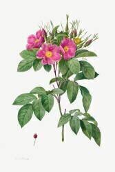 Rosa Carolina Corymbosa (Pierre Joseph Redouté) - Muzeo.com
