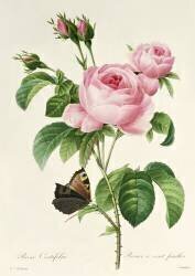 Rosa Centifolia (Pierre Joseph Redouté) - Muzeo.com