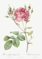 Rosa centifolia Anglica rubra (Pierre Joseph Redouté) - Muzeo.com