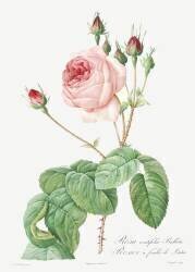 Rosa Centifolia Bullata (Pierre Joseph Redouté) - Muzeo.com