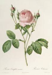 Rosa Centifolia Carnea (Pierre Joseph Redouté) - Muzeo.com