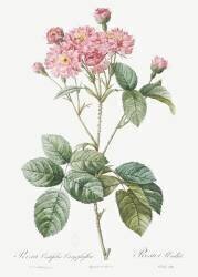 Rosa Centifolia Caryophyllea (Pierre Joseph Redouté) - Muzeo.com