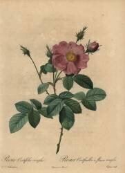 Rosa centifolia simplex (Jean-Baptiste Chapuy) - Muzeo.com