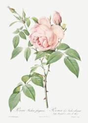 Rosa Indica Fragrans (Pierre Joseph Redouté) - Muzeo.com