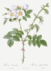 Rosa Leucantha (Pierre Joseph Redouté) - Muzeo.com