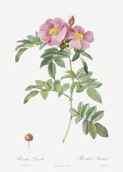 Rosa Lucida (Pierre Joseph Redouté) - Muzeo.com