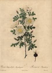 Rosa pimpinellifolia Mariaeburgensis (Jean-Baptiste Chapuy) - Muzeo.com