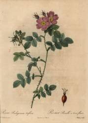 Rosa rubiginosa triflora (Jean-Baptiste Chapuy) - Muzeo.com