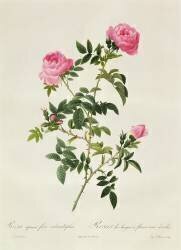 Rosa Sepium Flore Submultiplici (Pierre Joseph Redouté) - Muzeo.com