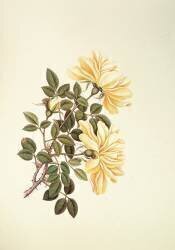 Rose : Chinois (Georg Dionysius Ehret) - Muzeo.com