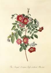 Rose : sans épines (Georg Dionysius Ehret) - Muzeo.com
