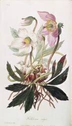 Rose de Noël (William Clark) - Muzeo.com