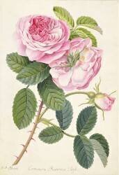 Rose de Provence commune (Georg Dionysius Ehret) - Muzeo.com