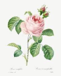 Rose à cent feuilles (Pierre Joseph Redouté) - Muzeo.com