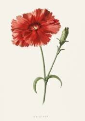 Rose indien (Frederick Edward Hulme) - Muzeo.com