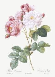 Rosier de Cels (Pierre Joseph Redouté) - Muzeo.com