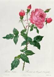 Rosier du Bengale (cent feuille) (Pierre Joseph Redouté) - Muzeo.com