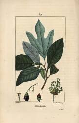 Sassafras (Pierre Jean Francois Turpin) - Muzeo.com