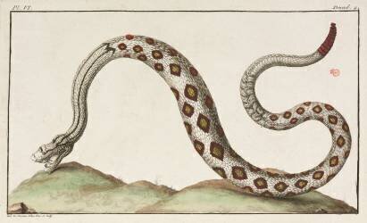 Serpent à sonnettes (anonyme) - Muzeo.com