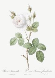 Shailer's white moss rose (Pierre Joseph Redouté) - Muzeo.com