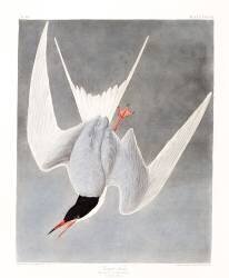 Sterne pierregarin mâle, plumage de printemps (John James Audubon) - Muzeo.com