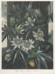 The Temple of Flora, The Blue Passion Flower (Robert John Thornton) - Muzeo.com