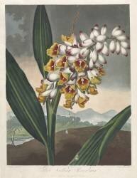 The Temple of Flora, The Nodding Renealmia (Robert John Thornton) - Muzeo.com