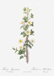 Thousand-spined rose (Pierre Joseph Redouté) - Muzeo.com