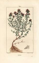Thym (Pierre Jean Francois Turpin) - Muzeo.com