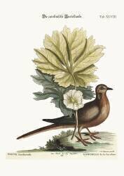 Tourterelle de la Caroline (Mark Catesby) - Muzeo.com