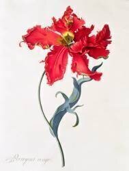 Tulipe : Perroquet Rouge (Georg Dionysius Ehret) - Muzeo.com