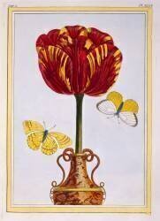 Tulipe Le Drap d'Or (Pierre-Joseph Buchoz) - Muzeo.com