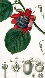 Une Passiflore (Pierre Jean Francois Turpin) - Muzeo.com