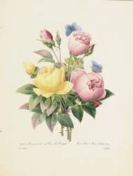 Variété de roses jaunes et de roses du Bengale (Pierre Joseph Redouté) - Muzeo.com