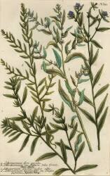 Variétés de Gromwell (Georg Dionysius Ehret) - Muzeo.com
