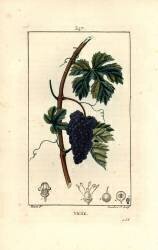Vigne (Pierre Jean Francois Turpin) - Muzeo.com