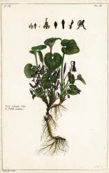 Viola odorata (Dupin) - Muzeo.com
