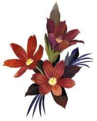 Arranged Sisyrinchium rosulatum (Hiroyuki Izutsu) - Muzeo.com