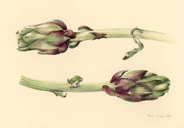 Artichauts (Alison Cooper) - Muzeo.com