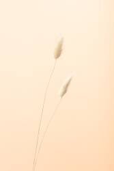 Bunny Grass Peach 08 (1x Studio III) - Muzeo.com