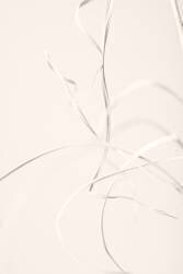 Dried Grass Light Beige 02 (1x Studio III) - Muzeo.com