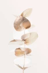 Eucalyptus Creative Gold 04 (1x Studio III) - Muzeo.com
