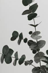 Eucalyptus Natural 05 (1x Studio III) - Muzeo.com
