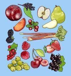 Fruits de saison (Claire Huntley) - Muzeo.com