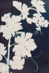 Grape leaves (Marco Campedelli) - Muzeo.com